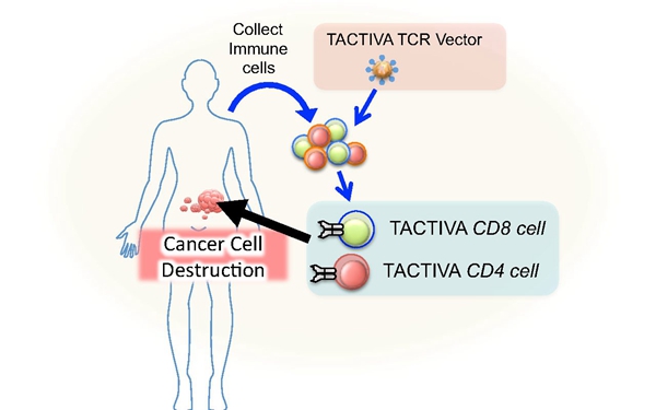 成立一年获3500万美元A轮融资，Tactiva Therapeutics免疫细胞疗法DEACT进入临床阶段